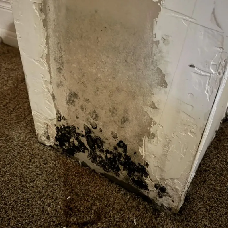 Professional Mold Removal in San Bruno, CA
